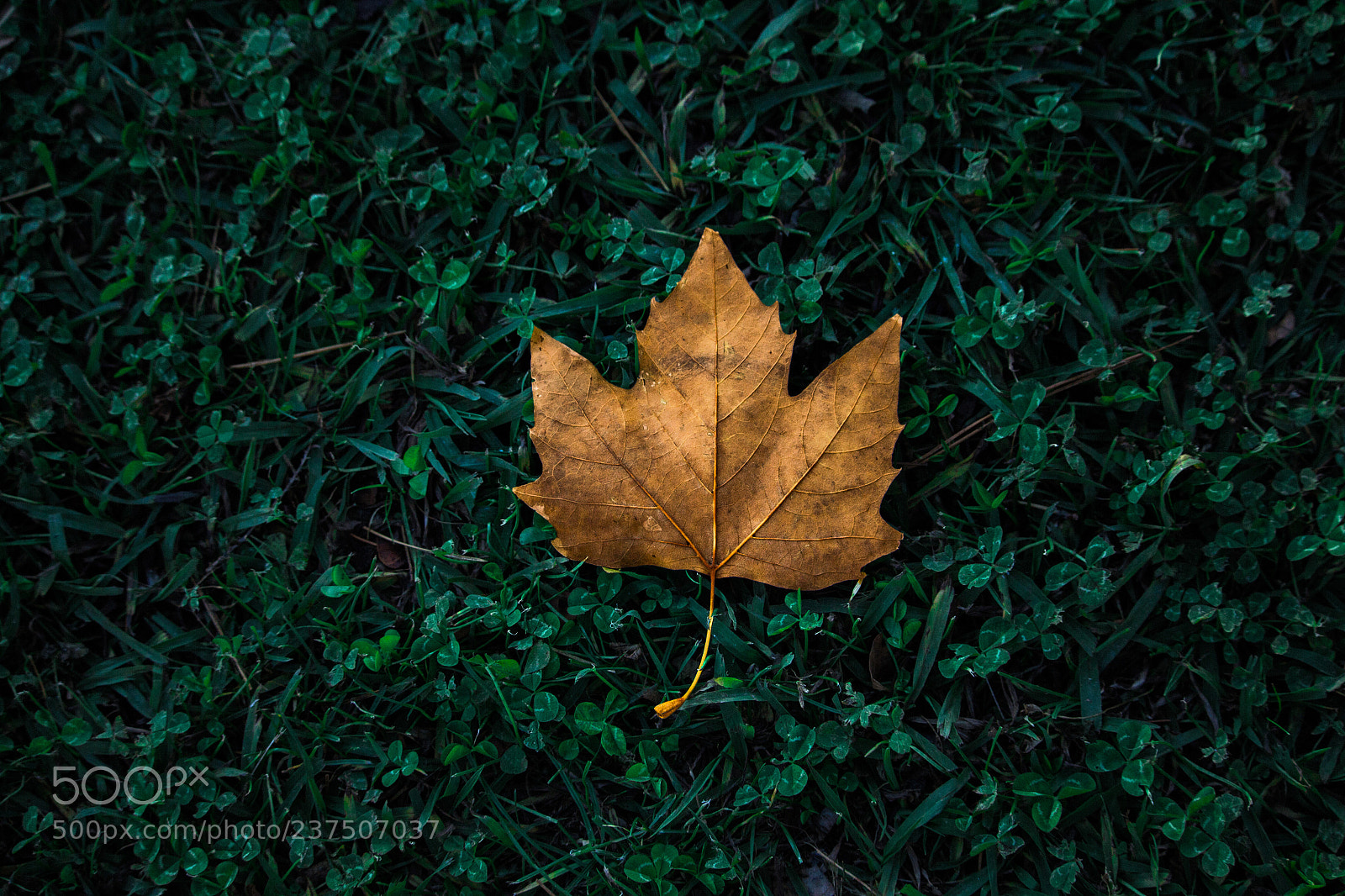 Canon EOS 700D (EOS Rebel T5i / EOS Kiss X7i) sample photo. La feuille photography