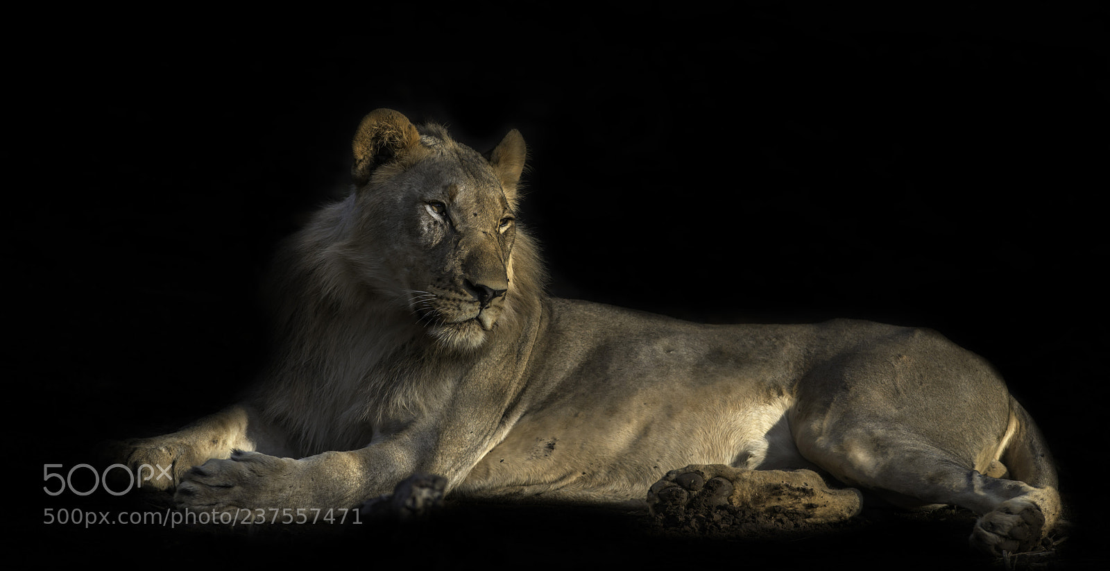 Nikon D800E sample photo. Lion photography