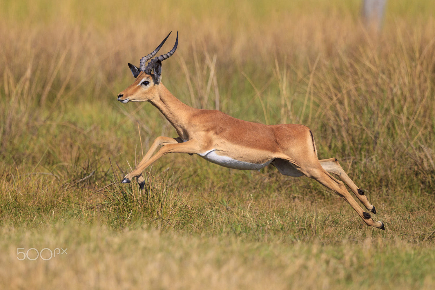 Impala Running by Cortez Austin / 500px