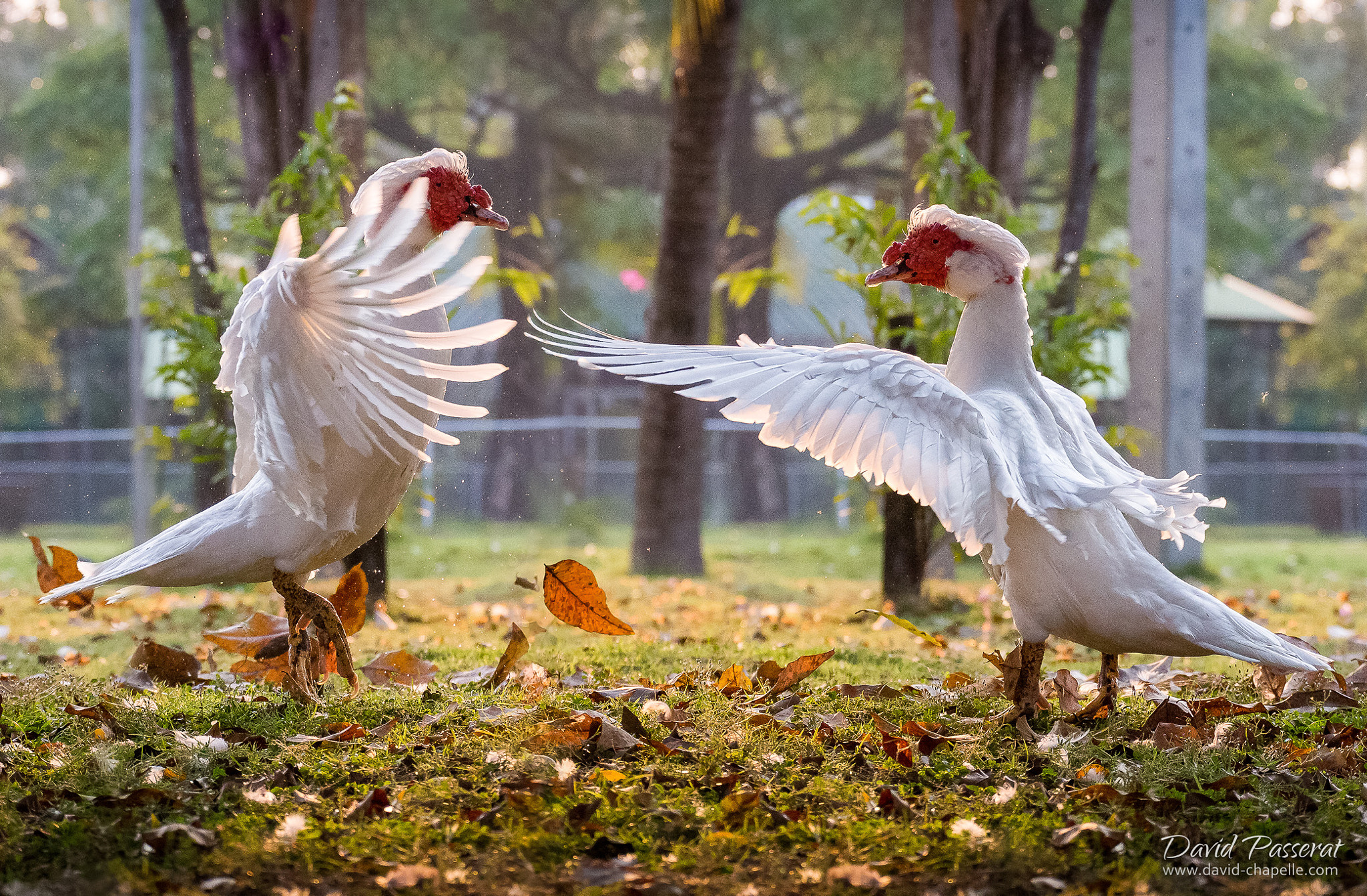 Goose Confrontation