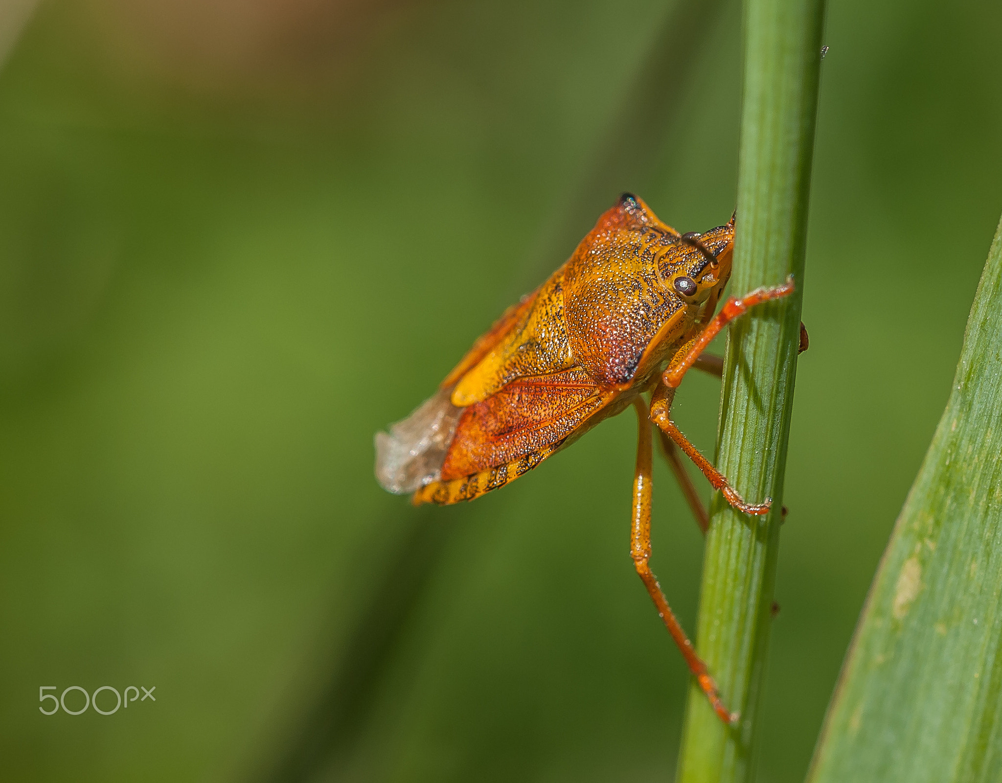 summer shield bug