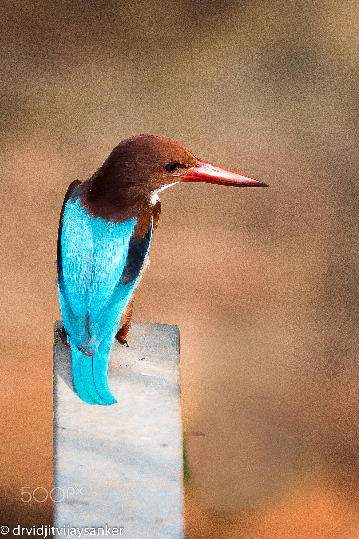 White-throated kingfisher (Halcyon smyrnensis)
