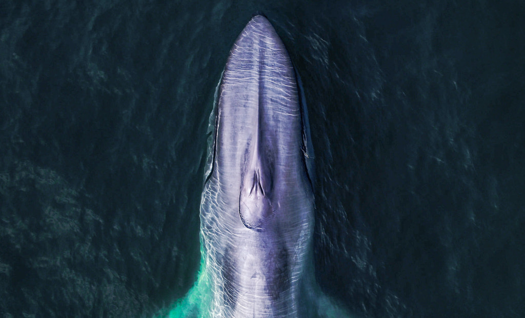 The first time I was flying over a blue whale I was so nervous and excited I thought I’ll crash ! by Christian Miller on 500px.com