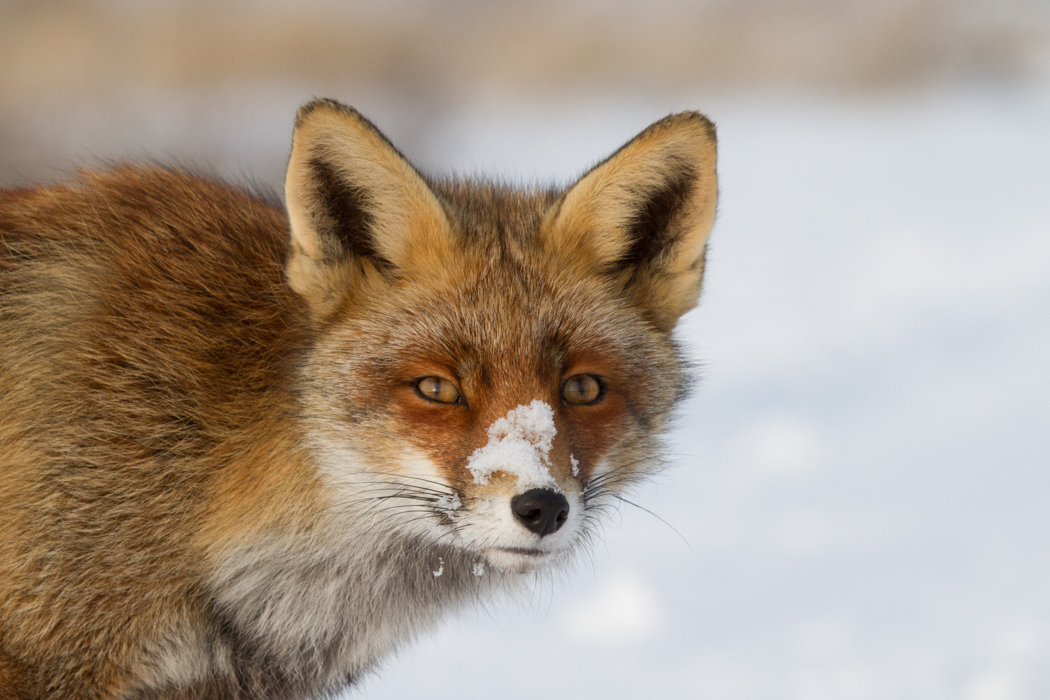 Portrait of fox