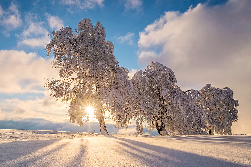 Winter Beeches XXXII by Alex Meyer on 500px.com