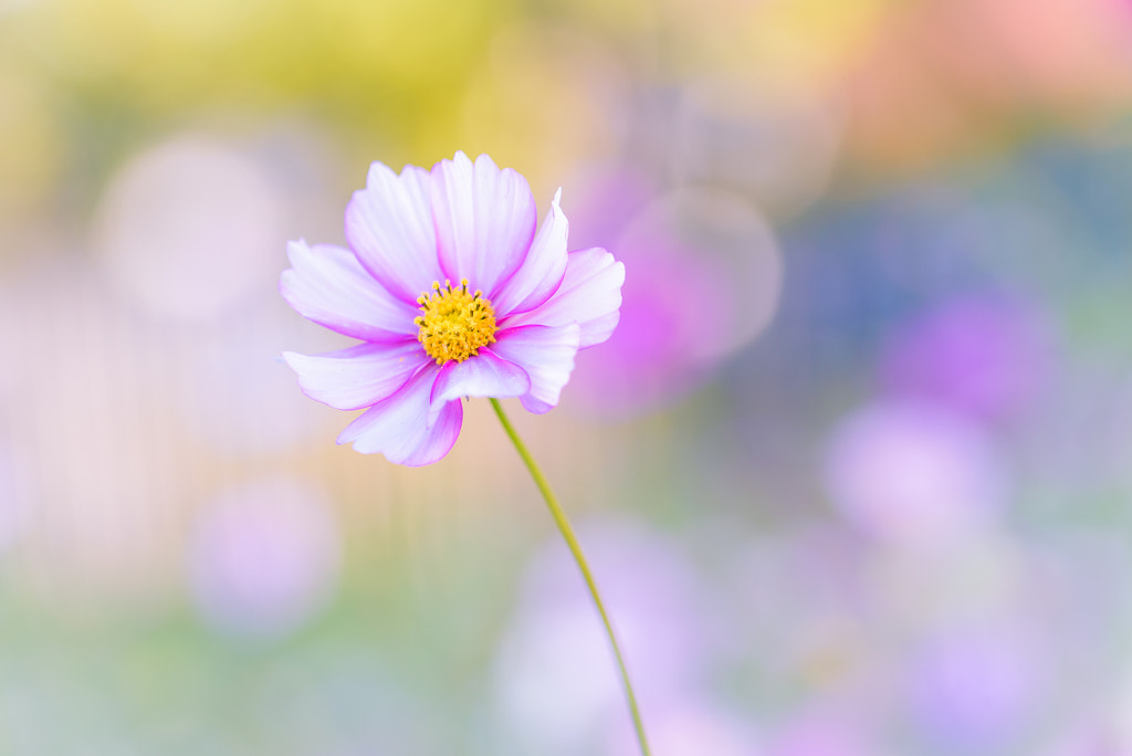 Cosmos Flower by L.th on 500px.com