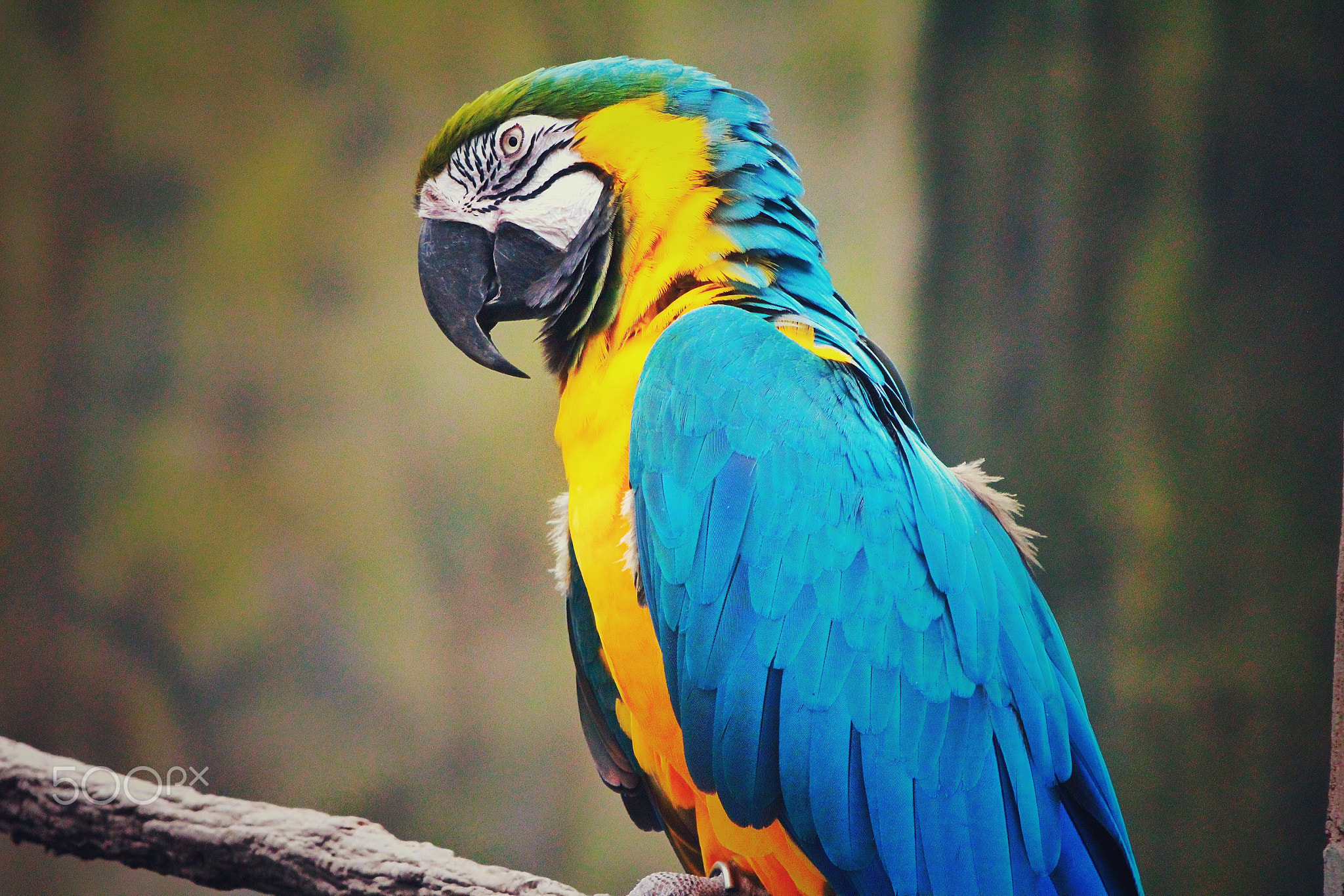 Posing Parrot