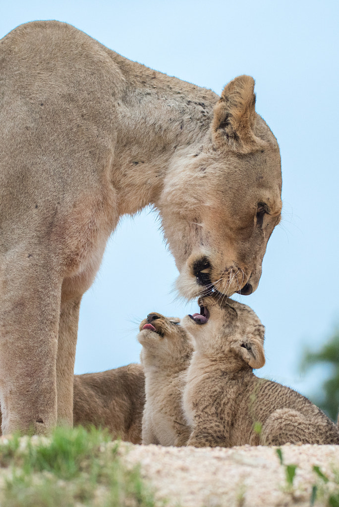 Milk Mom! Now! by Rudi Hulshof on 500px.com