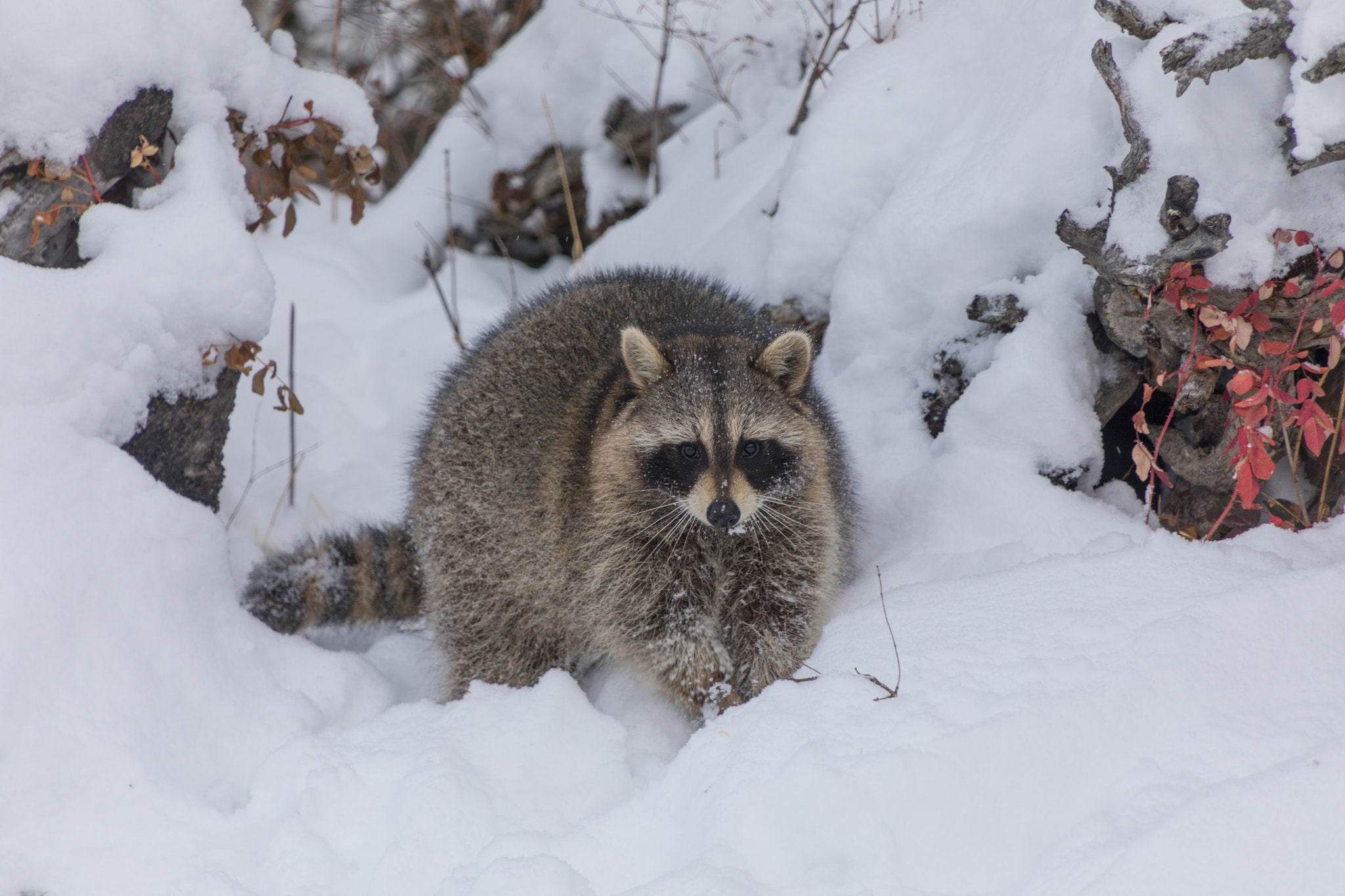 Raccoon