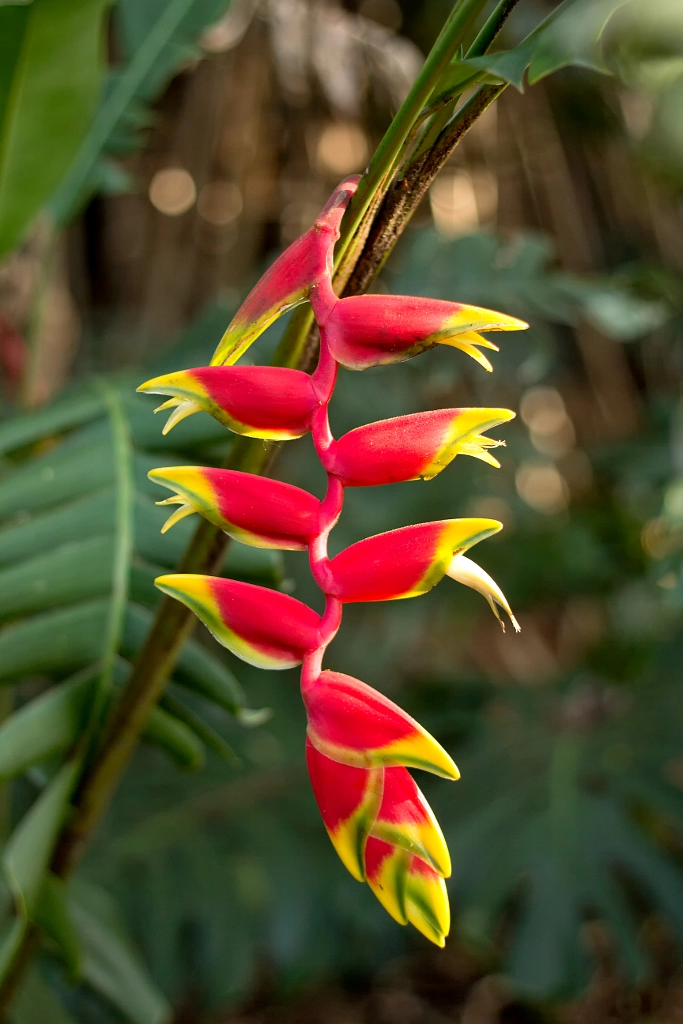 Red Heliconia or Lobster-claws flower