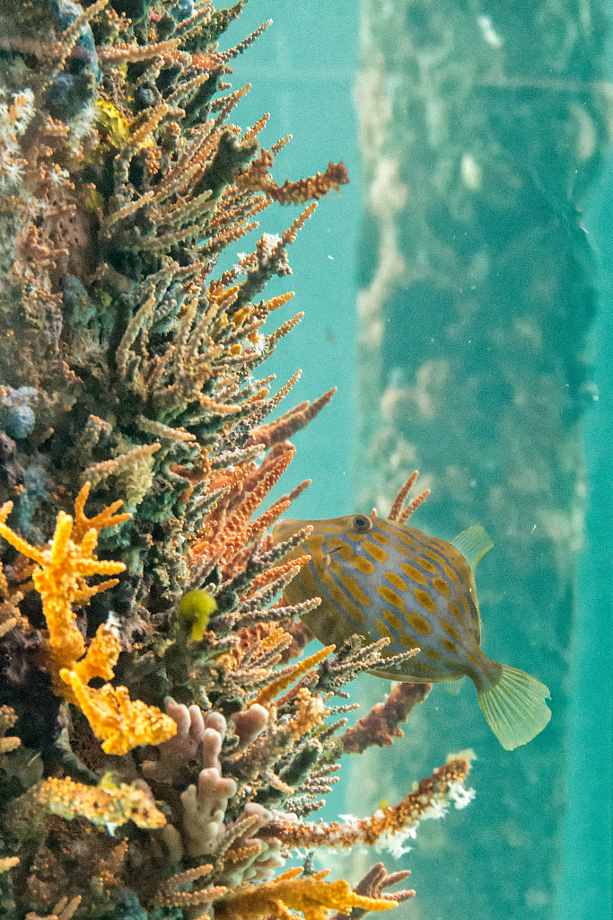 Busselton Jetty by Paul Amyes on 500px.com