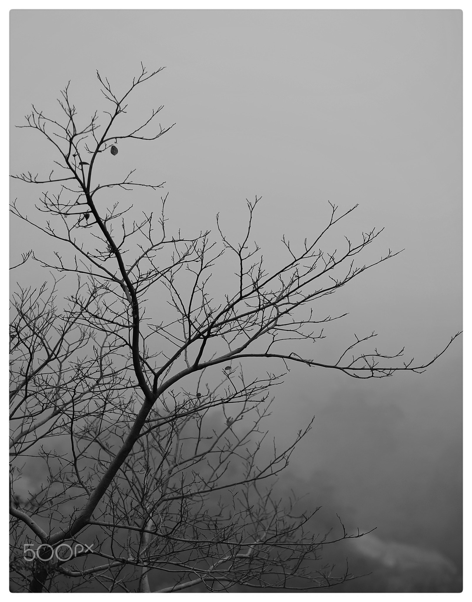A tree in a foggy morning at PSR, JNU