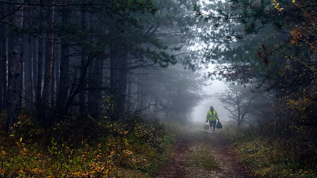 Misty forest by Milen Mladenov on 500px.com