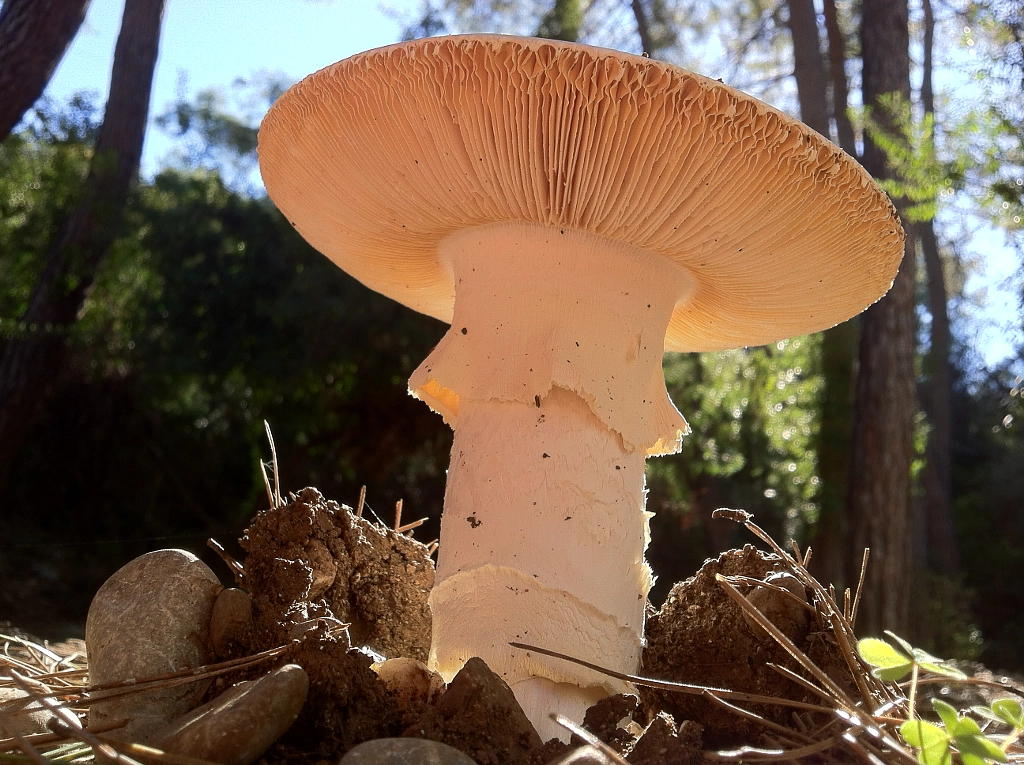 большой белый гриб ;  großer weißer Pilz ; gran hongo blanco ; 大きな白いキノコ ;