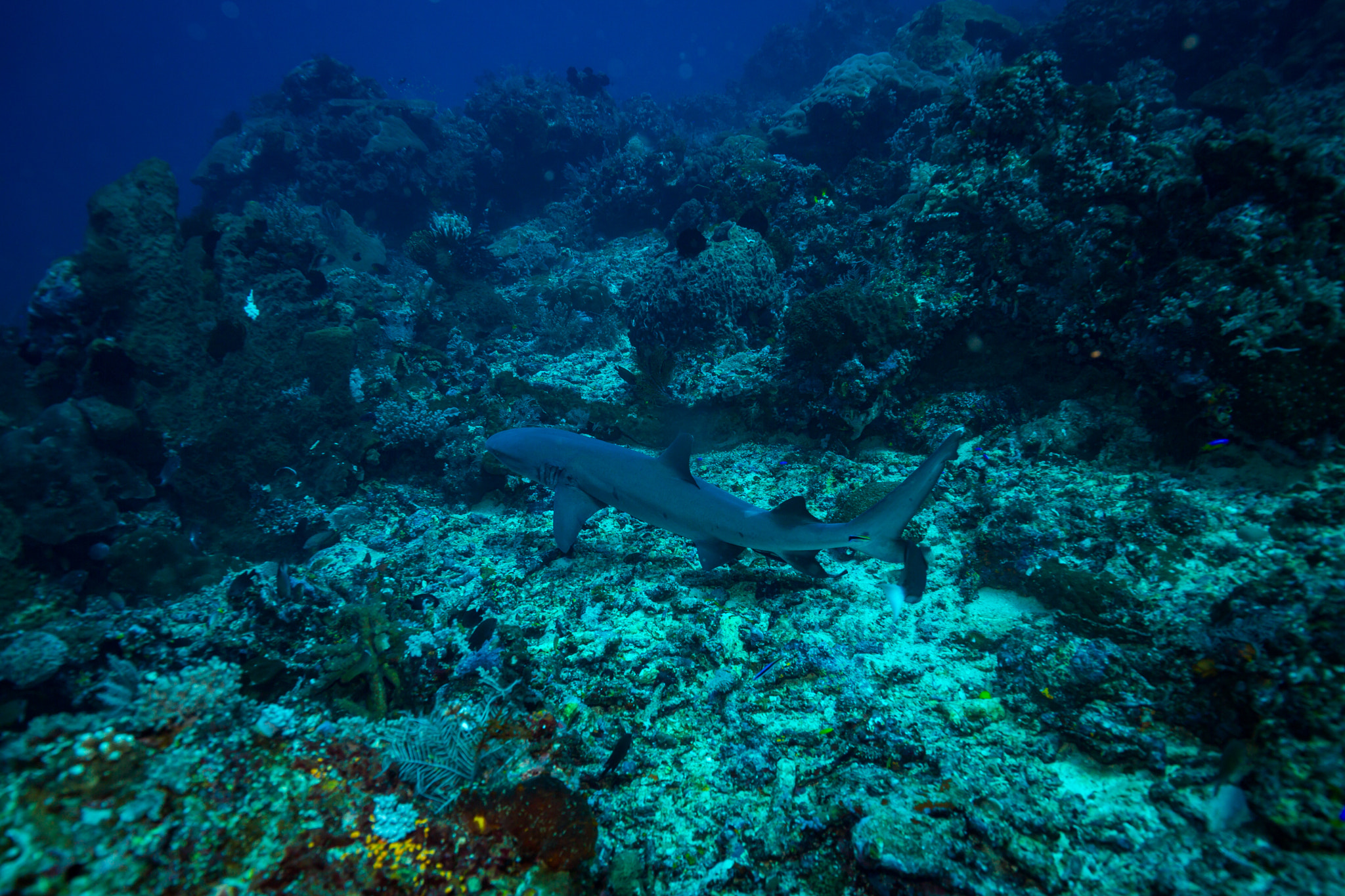 White tip shark