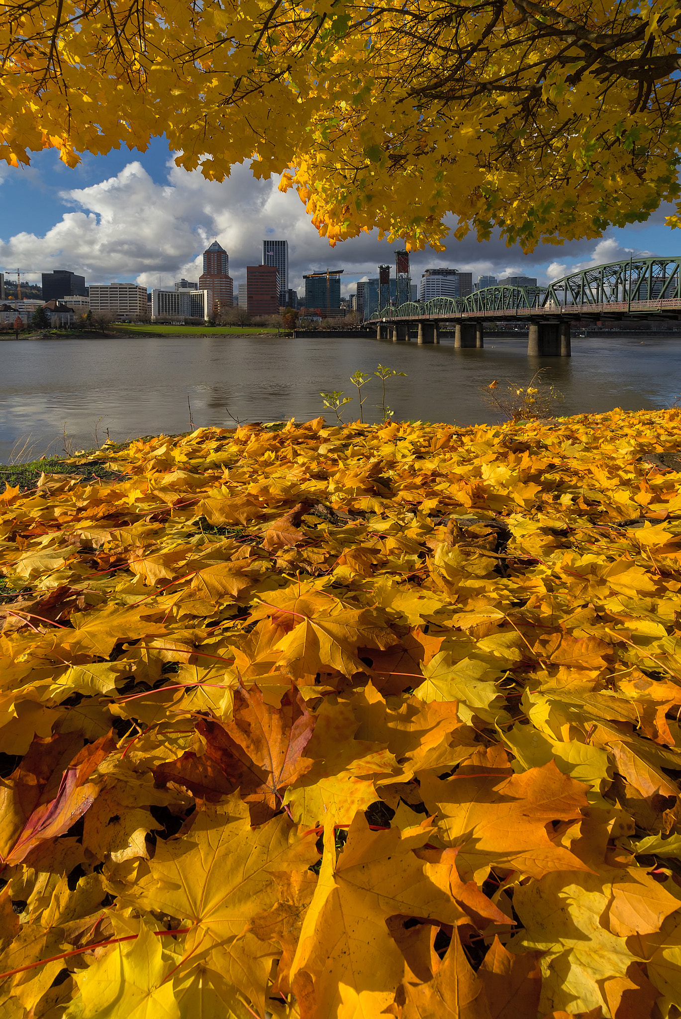 Fall Foliage in Portland Oregon City