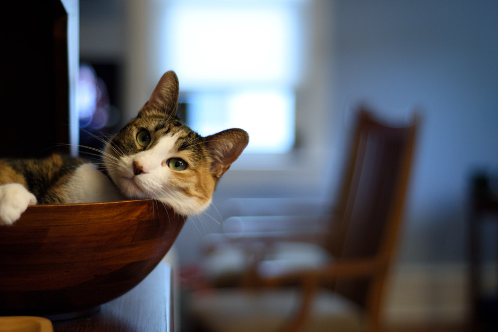 Cat in bowl by pronate on 500px.com