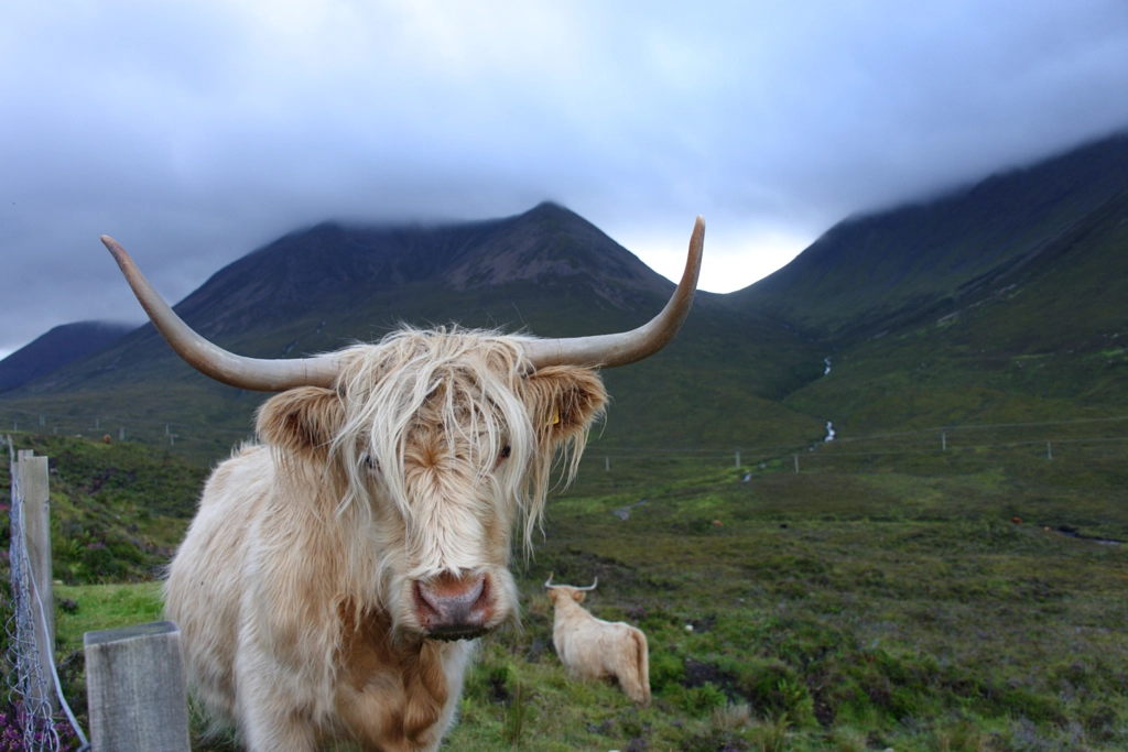 Stylish cow by pronate on 500px.com