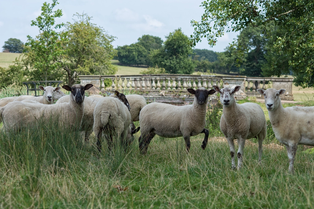 The sheep realized i wasn't a sheep by pronate on 500px.com