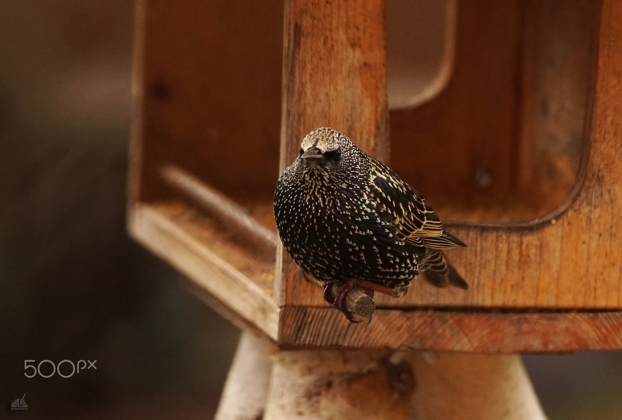 Today´s very special guest