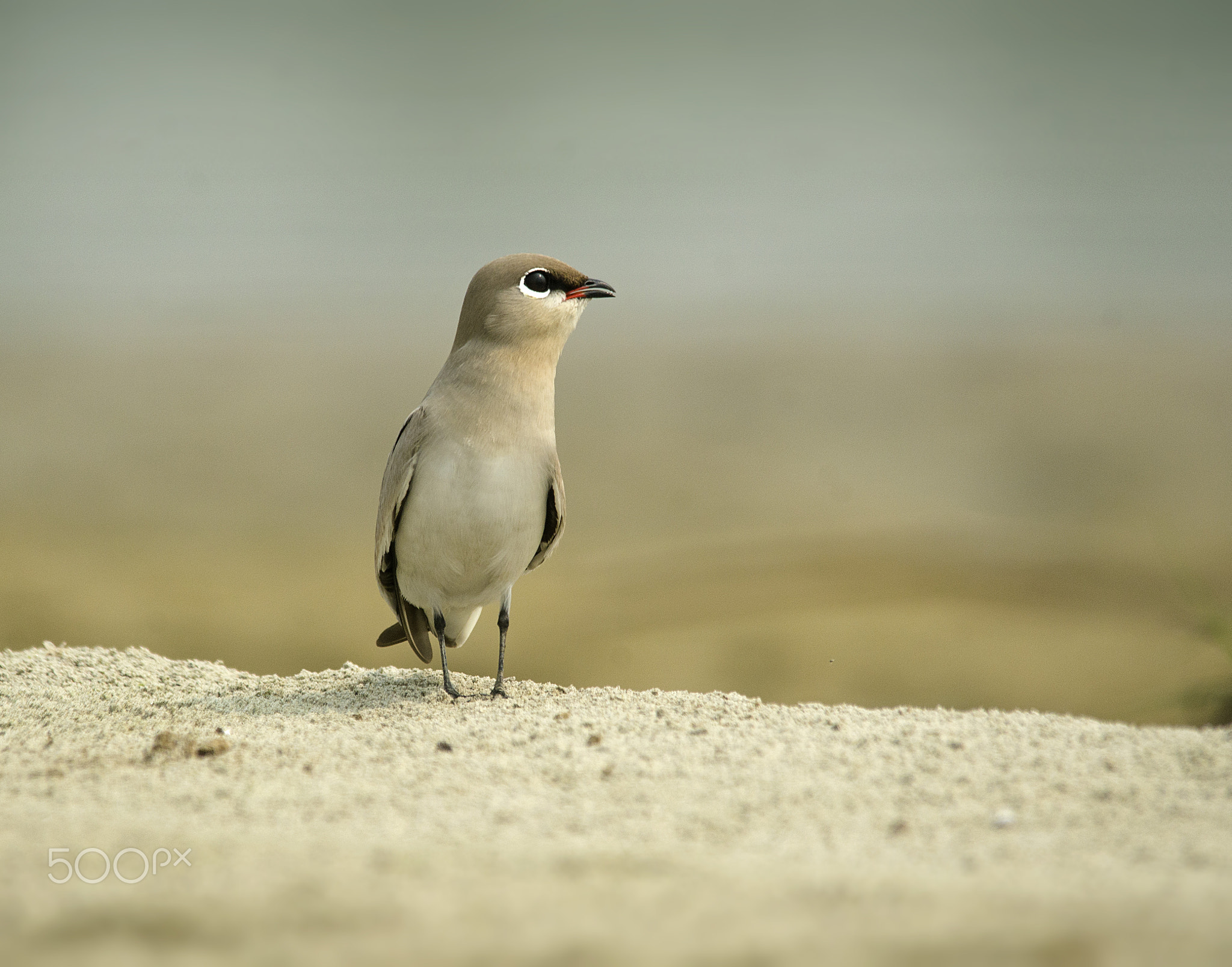 Small Pratincole