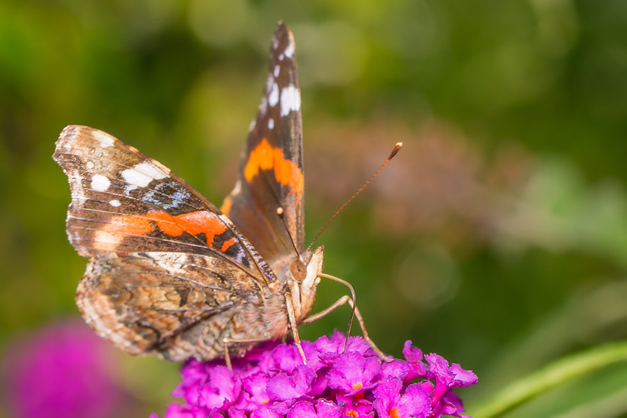 Schmetterling Admiral