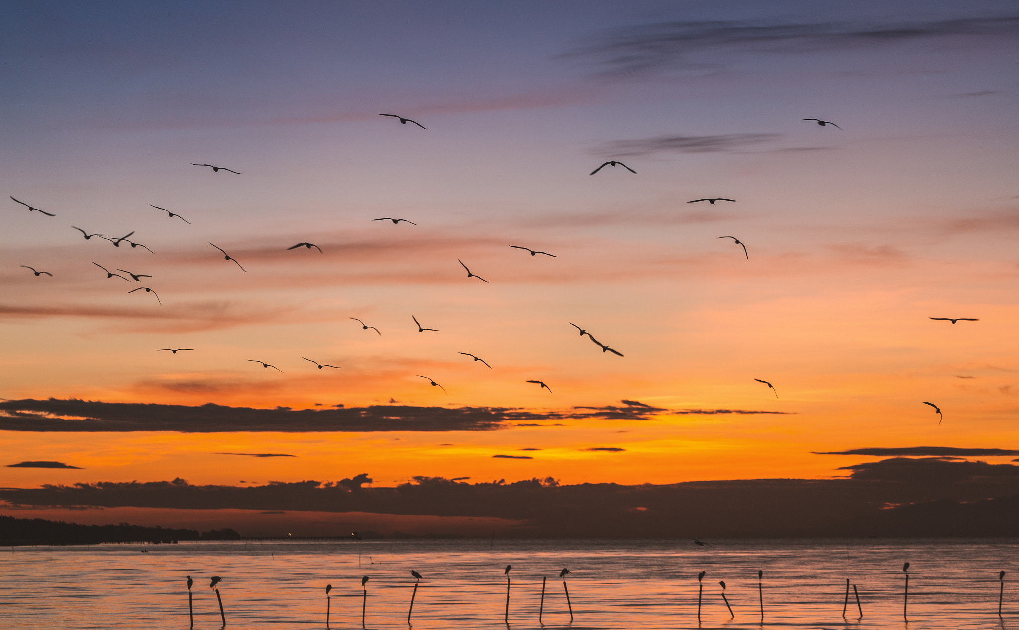 Morning scene of flying seagulls