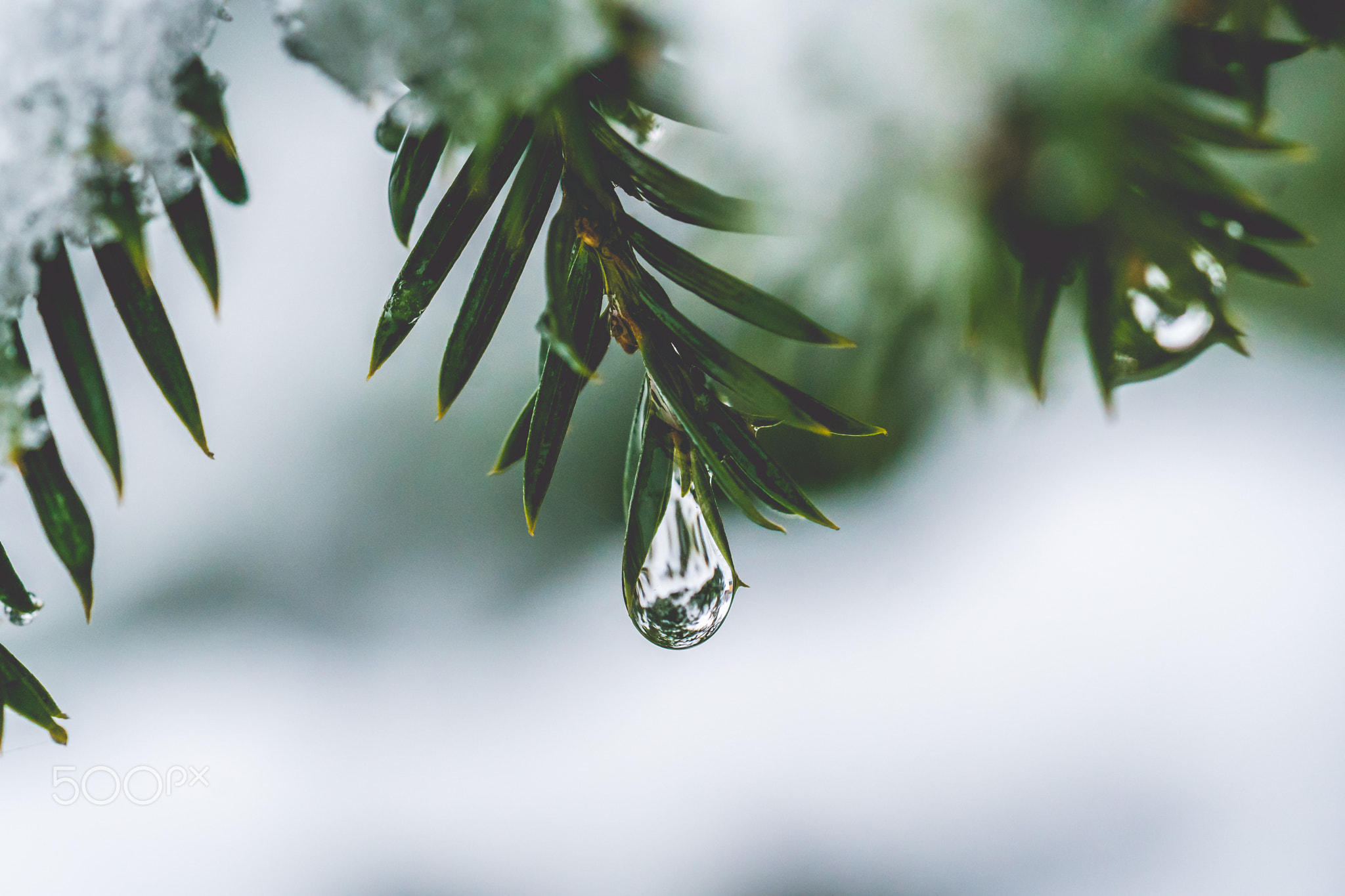 First snow: Droplet