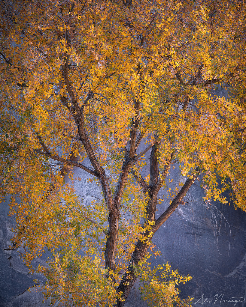 Tucked Away by Alex Noriega on 500px.com