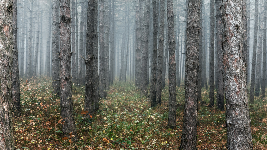 Spooky forest by Milen Mladenov on 500px.com
