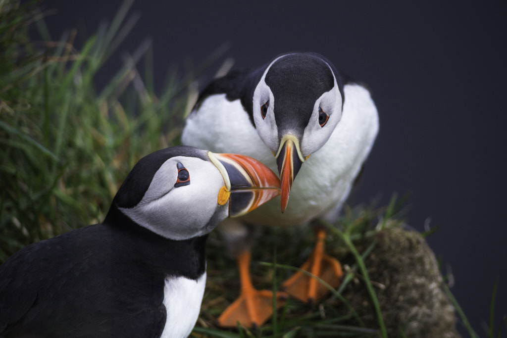 Nesting in this Moment by Iurie Belegurschi on 500px.com