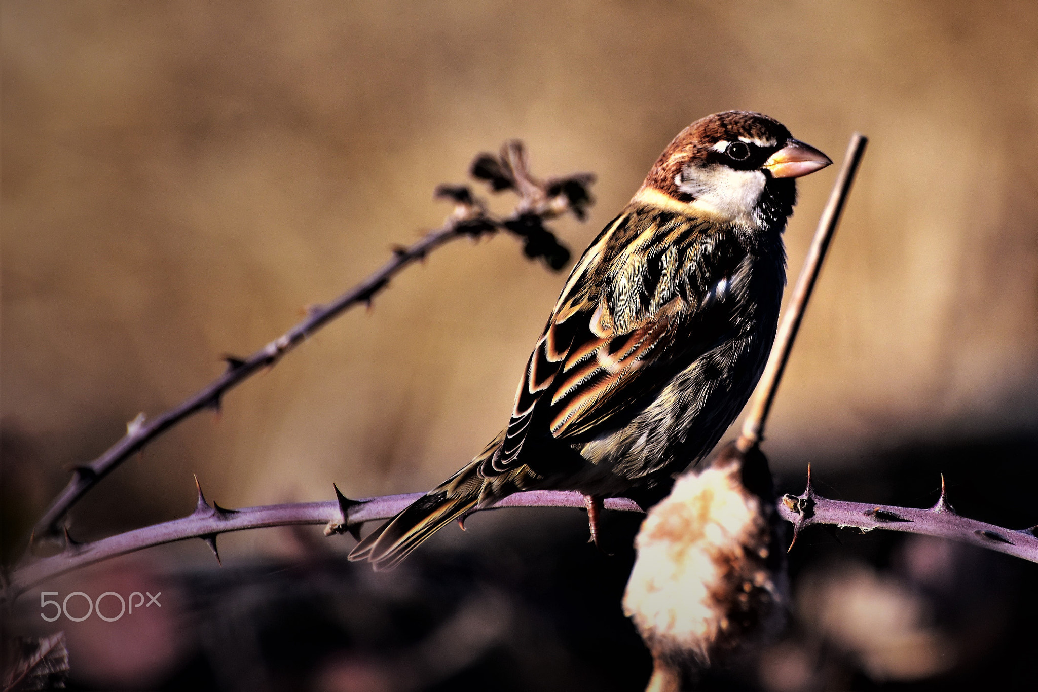 Auf Futtersuche-Foraging