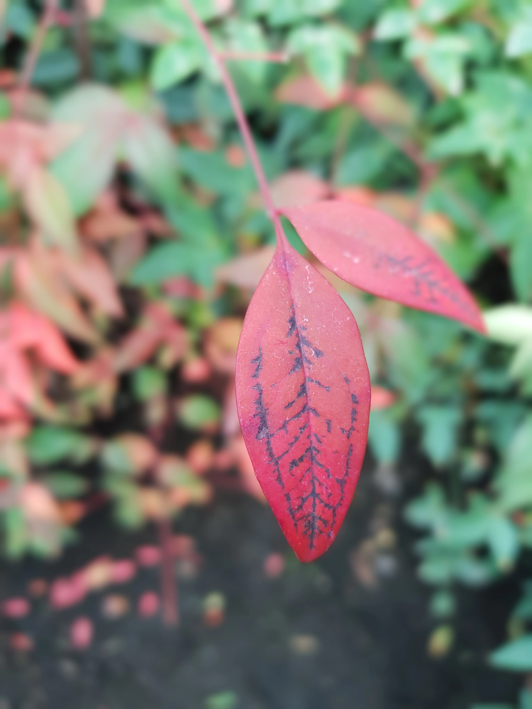 Red leaves