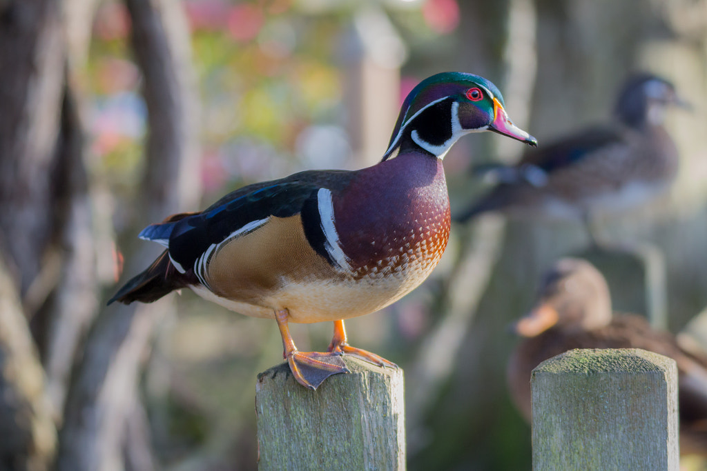 Male Wood Duck Birds of Georgia: Top 10 Most Common Birds Found in Georgia: A Guide for Birdwatchers
