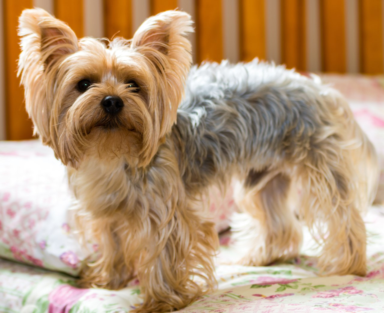 yorkshire puppies