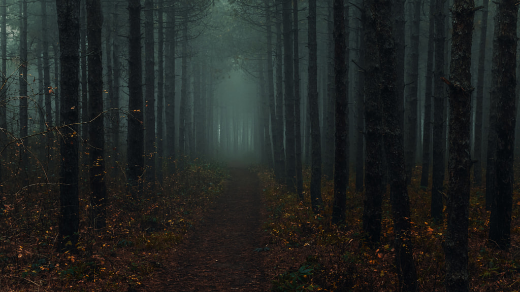 Foggy woods by Milen Mladenov on 500px.com