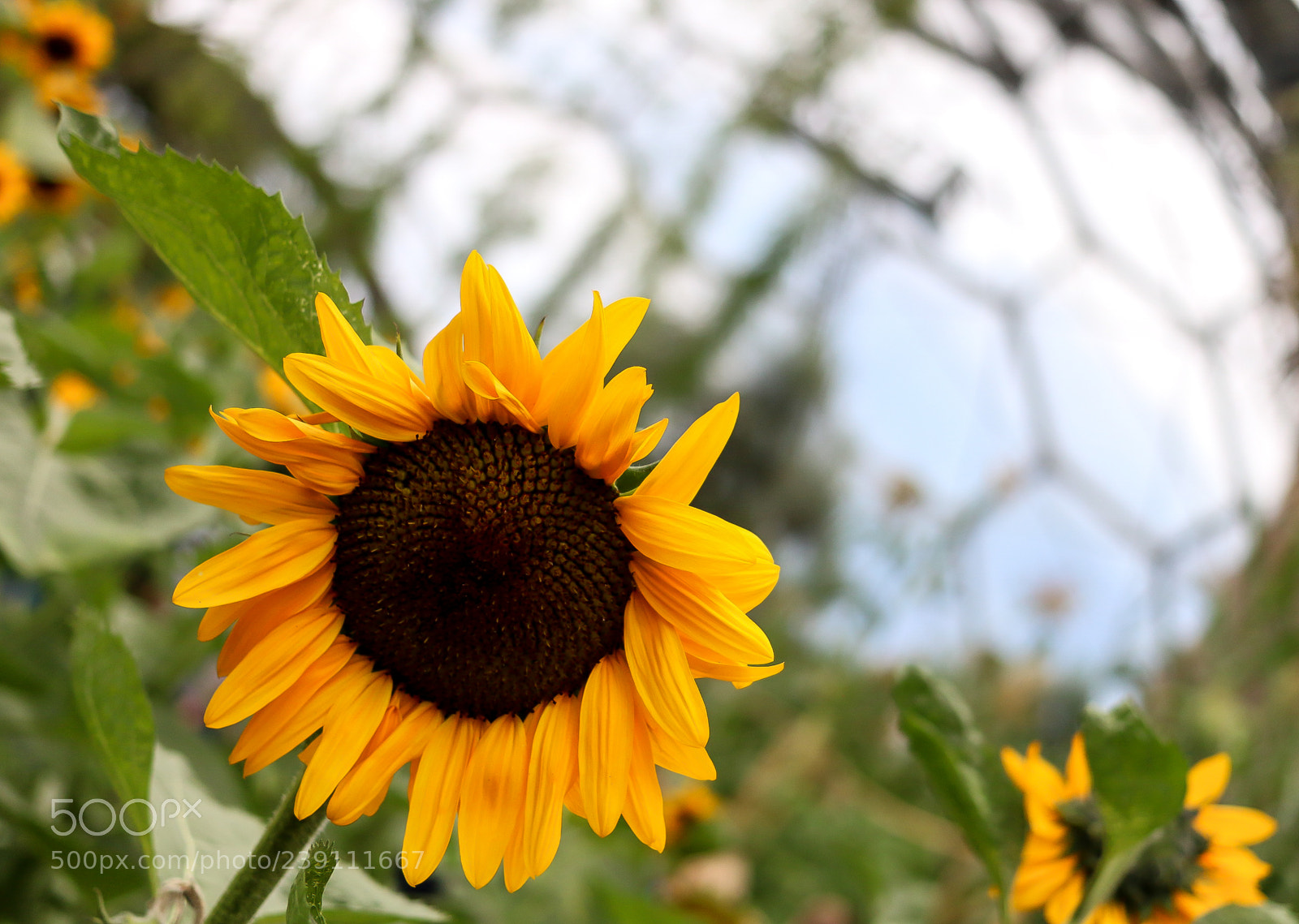 Canon EOS 70D sample photo. Sunflower photography