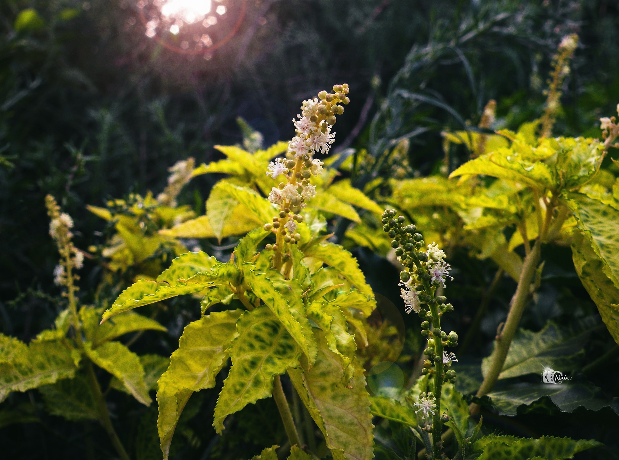 Nature Details...