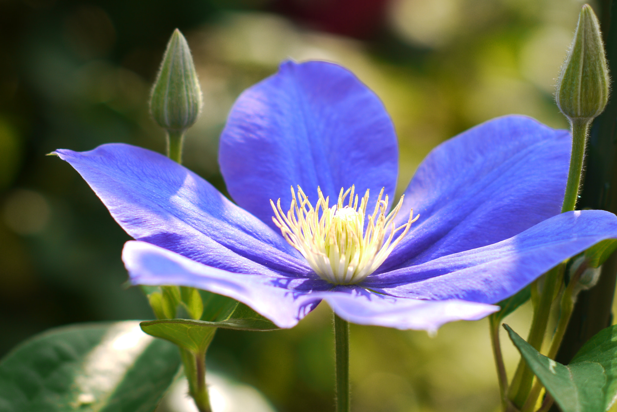 Clematis