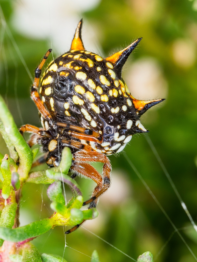 Christmas Spider by Paul Amyes on 500px.com