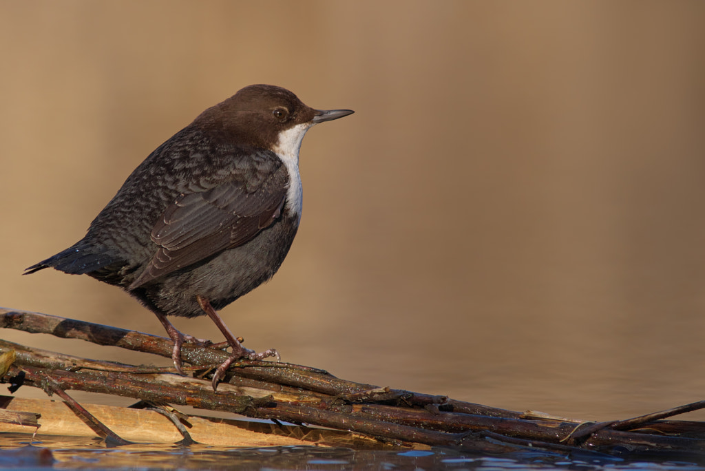 Cinclus cinclus... by Ogun Caglayan Turkay on 500px.com