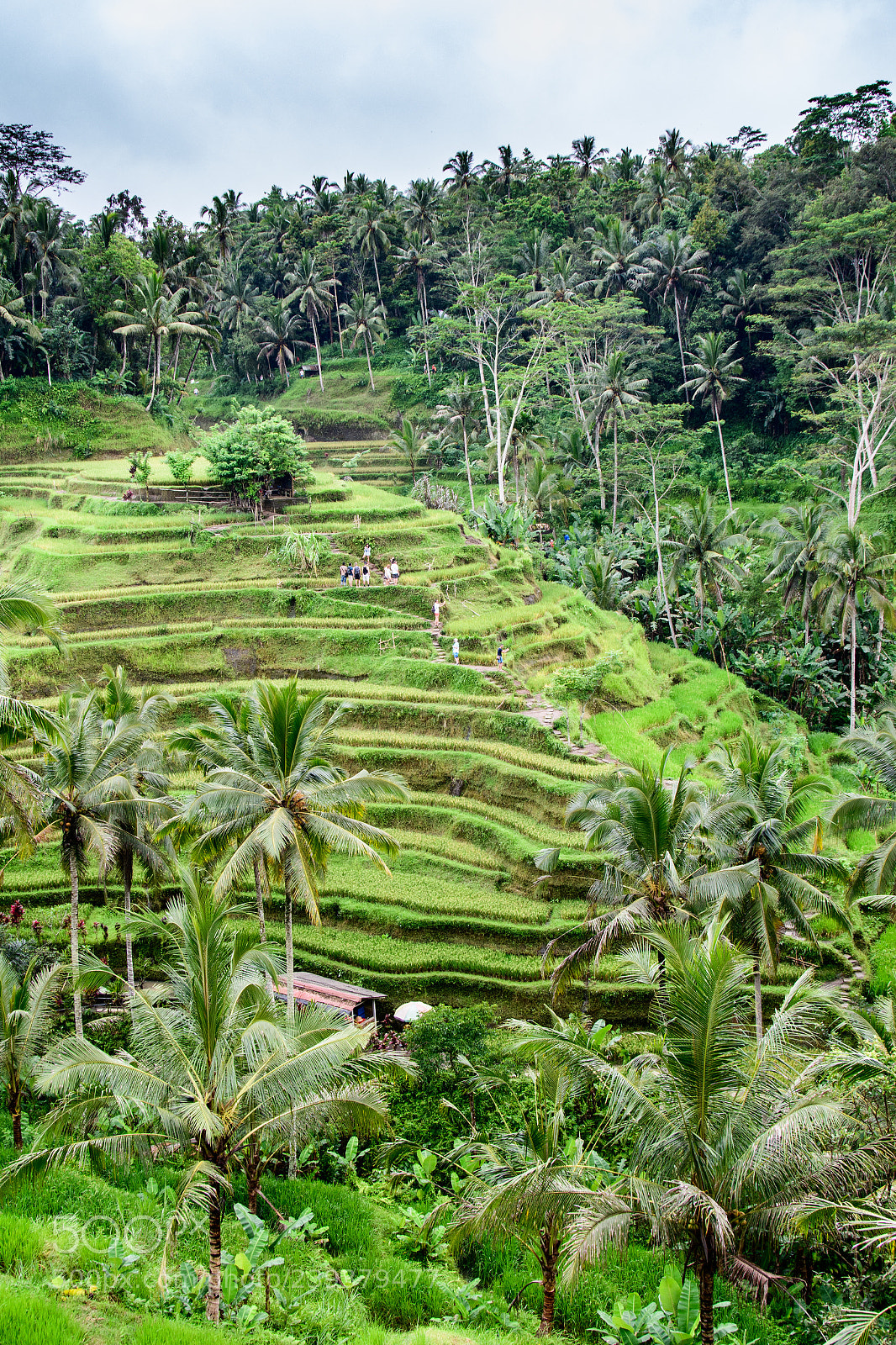 Nikon D7500 sample photo. Paddy fields photography