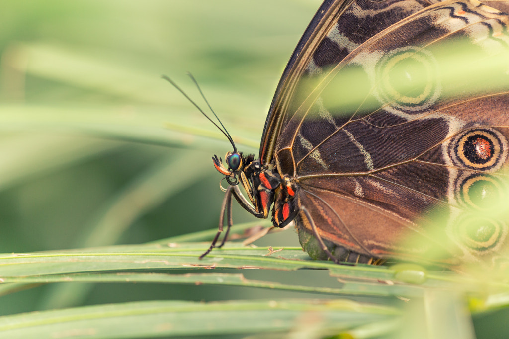 butterfly by Detlef Knapp on 500px.com