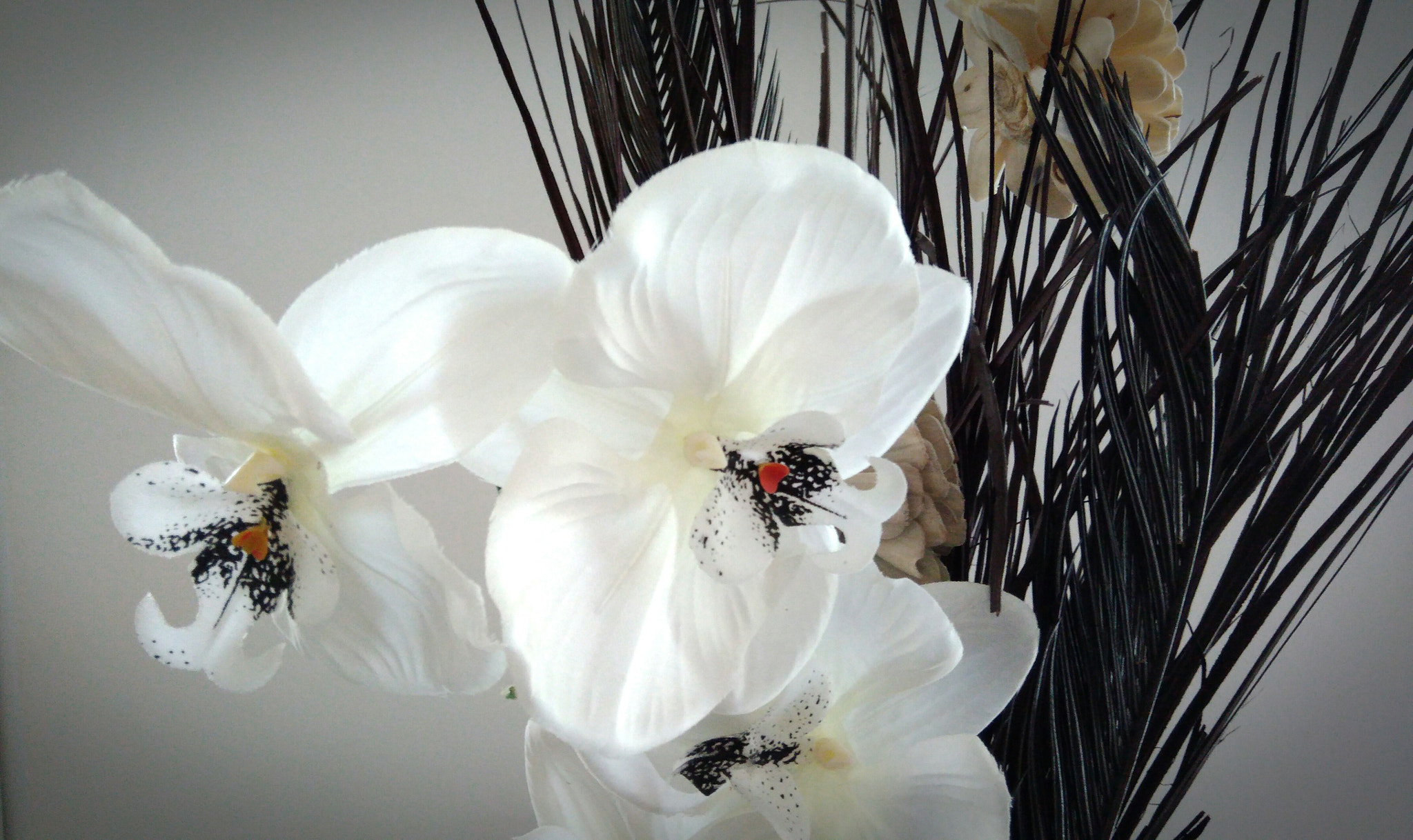 ASUS ZenFone 3 Max (ZC553KL) sample photo. OrchidÉes photography