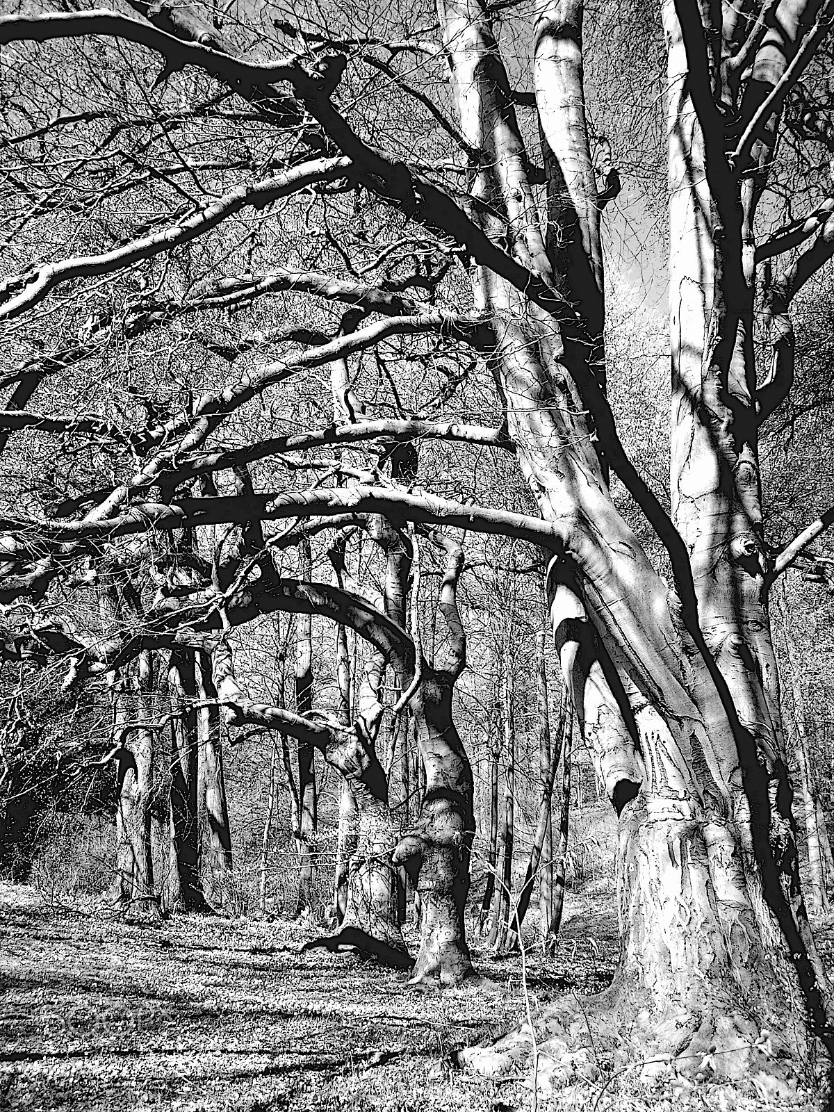 Kodak Z740 ZOOM DIGITAL CAMERA sample photo. Amazing trees photography