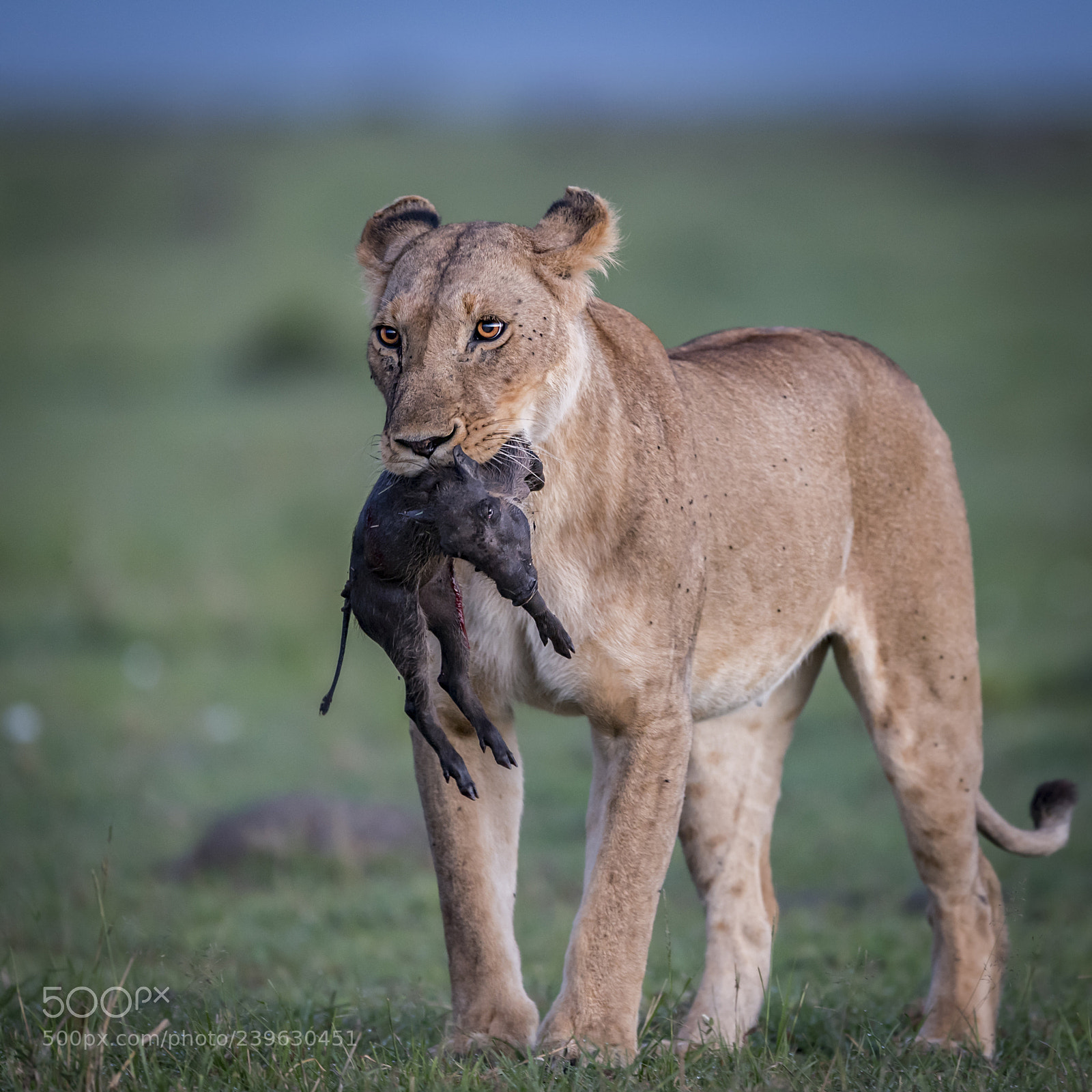 Nikon D5 sample photo. Lioness n warthog cub photography