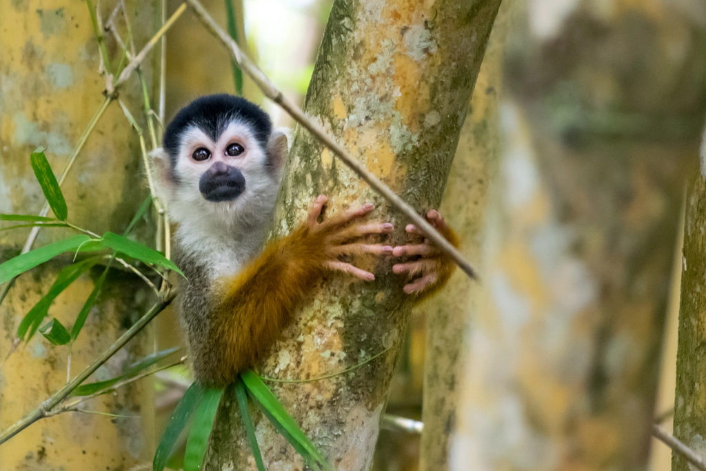 Squirrel monkey - Costa Rica by Aurélien Pelsener | 500px.com