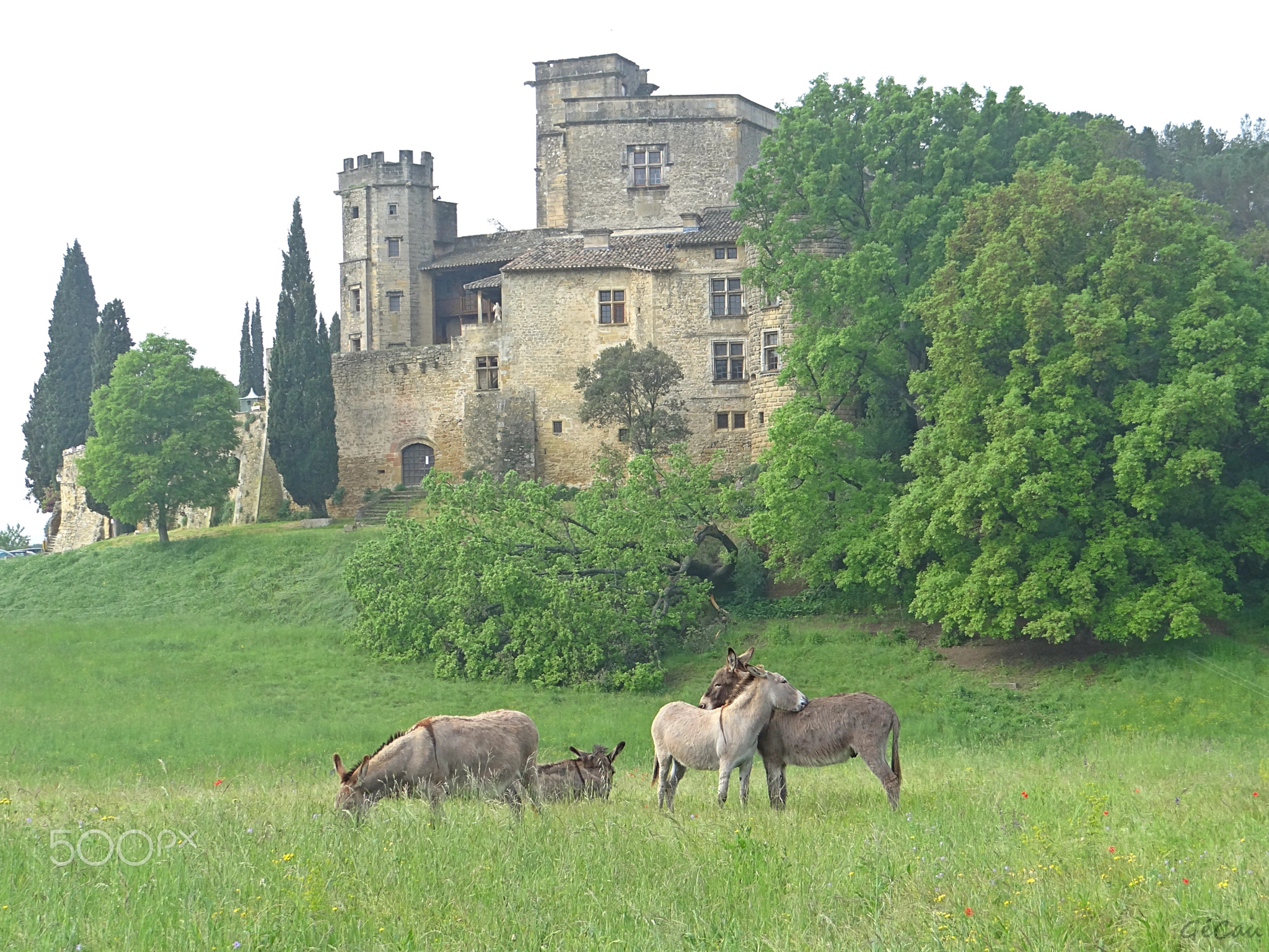 Les anes du chateau