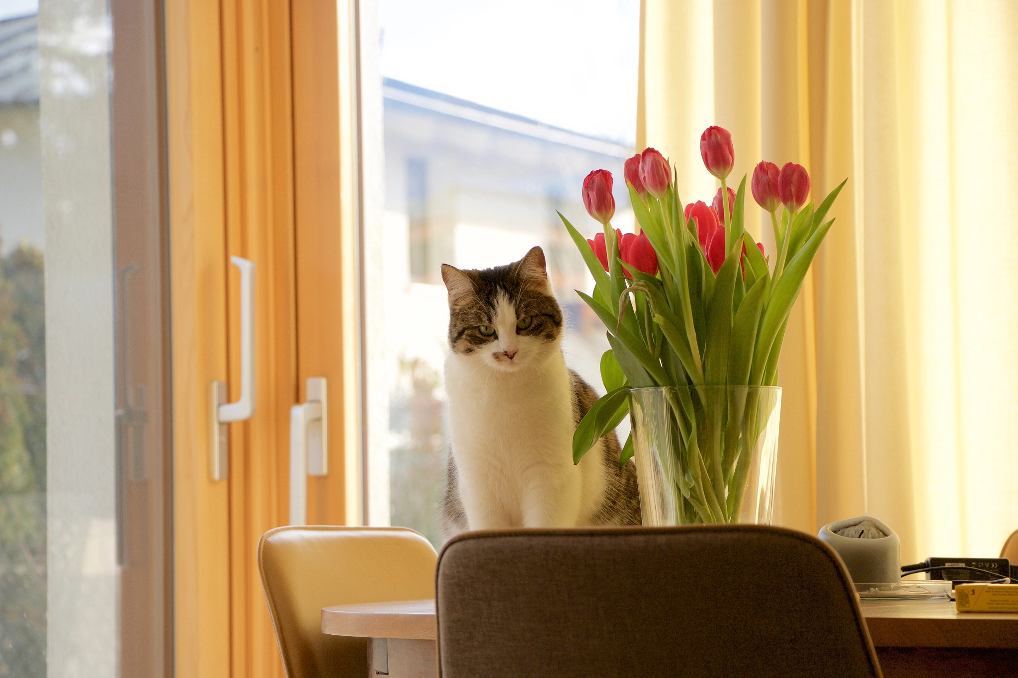 Katze mit Blumenstrauss