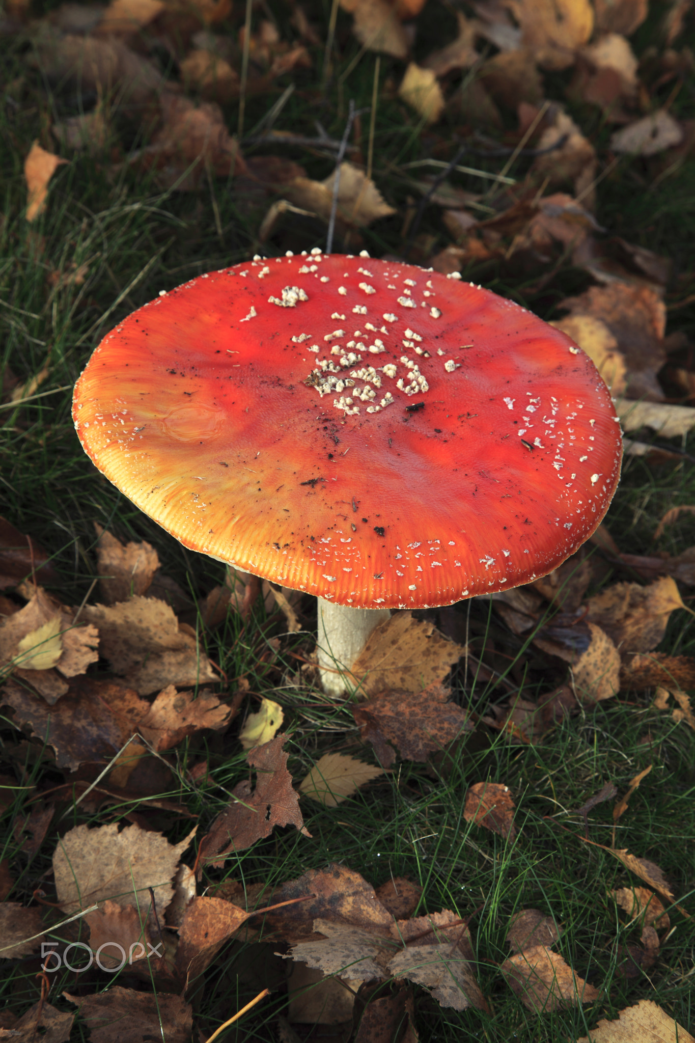 Red and white Fly Agaric fungi (Amanita muscaria), autumn woodla